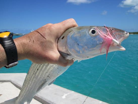 Provo bonefish Bonefish 3