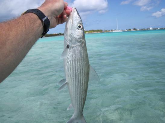 Power's Bone Bonefish Turks Caicos