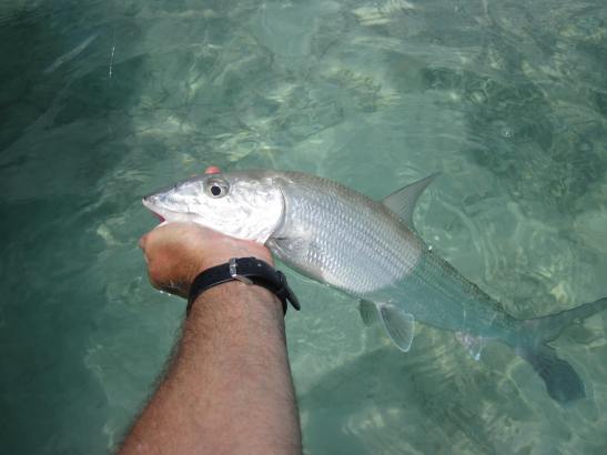 Turks and Caicos Bonefish DIY Bonefish