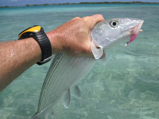 Provo Bonefish Provodenciales Bonefish