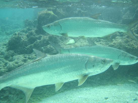 Swimming With Giant Tarpon Is Extremely Frustrating For A Fisherman 