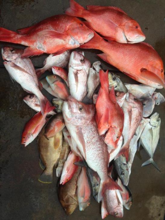 Bagging out with solid Queensland Reefies