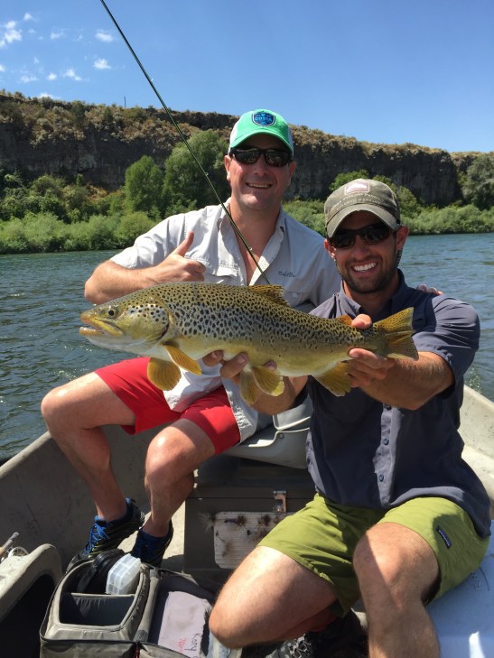 Idaho Big Brown